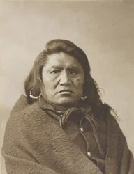 Döv tjur, ca. 1880.