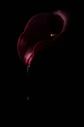 Djupröd Calla-droppe
