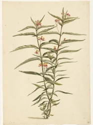 Blommande johannesört (Asclepias curassavica)