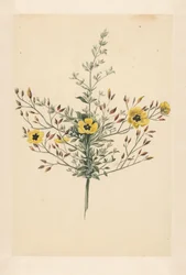 Himmelsk ros