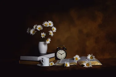 Daisies Books Morgonens frid