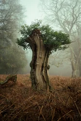 Ancient Bonsai, 2025 (foto)