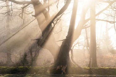 Beautiful Beams, 2025 (foto)
