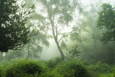 Echoes in Green, 2024 (foto)