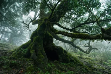 Forgotten Land, 2025 (foto)