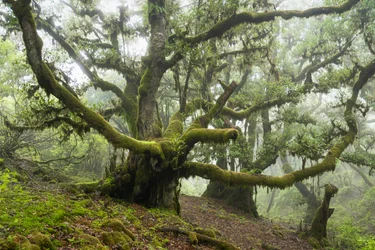 Forgotten Land III, 2025 (foto)