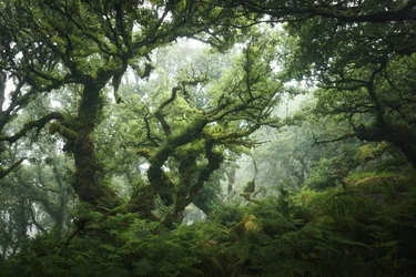 Nocturne Grove, 2020 (foto)