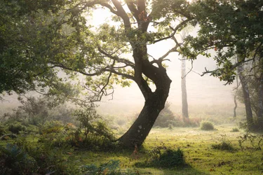 Rainroot, 2023 (foto)