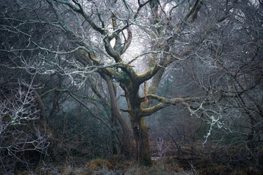Roots of Time, 2022 (foto)
