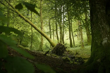 Sentinel Tree, 2024 (foto)