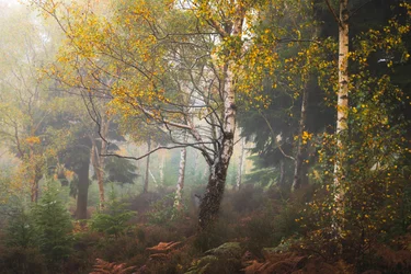 Berättelser från Madeira, 2024 (foto)