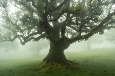Sagor om skogen, 2025 (foto)
