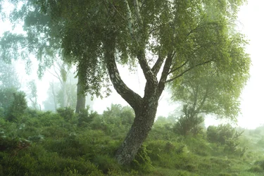Sagor om skogen III, 2024 (foto)