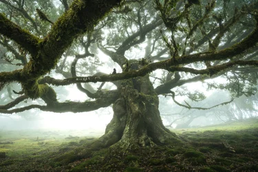 Skogen lyssnar, 2023 (foto)