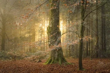 The Hollowing, 2023 (foto)