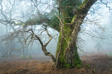 Wild Silence, 2025 (foto)