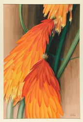 Skyrocket (Red Hot Poker)