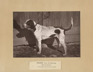 Pilot, Chien de Saintonge, Pack of Virelade, A.M. Joseph de Carayon Latour