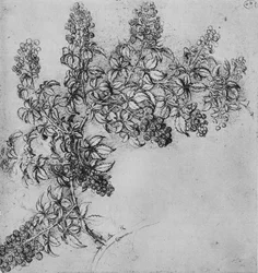 A Branch of Blackberry, c1480 1945