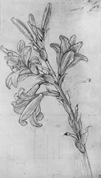 En lilja, ca 1480, 1945