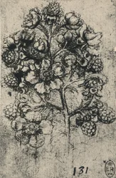 A Spray of Brambles, c1480 1945