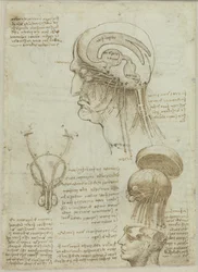 Ett manuskriptblad med anatomiska ritningar och anteckningar, 1506-1508.
