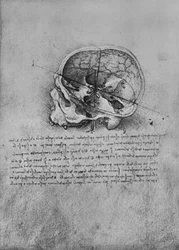Anatomisk teckning av en skalle till vänster, c1480 1945