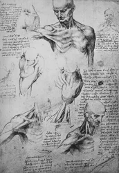 Anatomiska teckningar av en mans nacke och axlar, c1480 1945