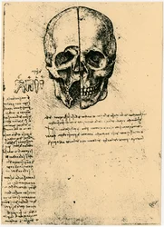 Anatomisk skiss av en mänsklig skalle, c1472-1519