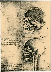 Anatomisk skiss, två studier av en mänsklig skalle, c1489