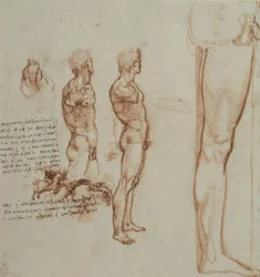 Anatomiestudien