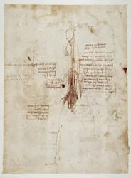 Anatomiestudier