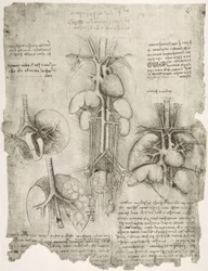 Anatomiestudien