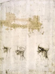 Anatomiestudier