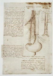 Anatomiestudien