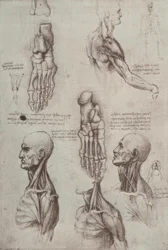 Anatomiestudien