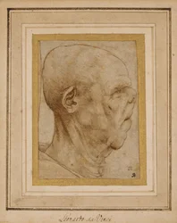 Karikatyr av en gammal mans huvud, i profil till höger, ca 1507