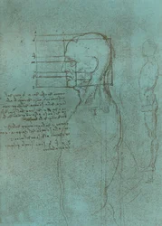 Ritning som illustrerar teorin om proportionerna av den mänskliga figuren, c1472-c1519 1883.