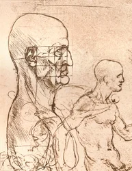 Ritning som illustrerar teorin om proportionerna av den mänskliga figuren, c1472-c1519 1883