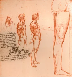 Ritningar som visar den mänskliga figurens rörelser och krigare som slåss, c1472-c1519 1883