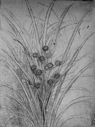 Blommande rusar, c1480 1945