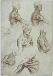 Leonardo / nacke- och axelmuskler / f. 136v