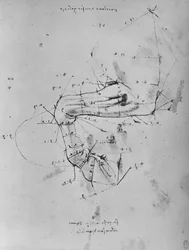 Uppmätt teckning av en hästs nära framben, c1480 1945