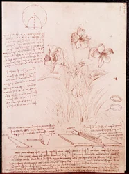 Anteckningar och skisser om botanik och geometri: narciss. Teckning på ett uppslag i ett manuskript av Leonardo da Vinci (1452-1519)