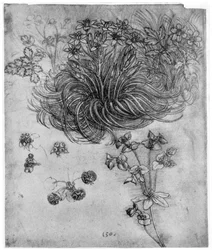 Studie av en Star of Bethlehem-anläggning, 1505-1507 1954