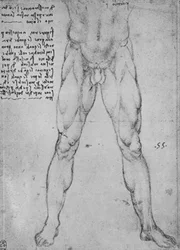 Studie av den nedre halvan av en naken man vänd mot fronten, c1480 1945