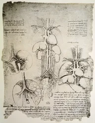 The Heart and the Circulation, faksimil av Windsor-boken (penna och bläck på papper)