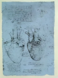 The Heart, faksimil av Windsor-boken (penna och bläck på papper)