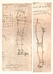 Två ritningar som illustrerar teorin om proportionerna av den mänskliga figuren, c1472-c1519 1883