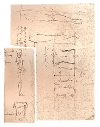 Två ritningar som illustrerar teorin om proportionerna av den mänskliga figuren, c1472-c1519 1883